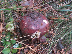 Russula integra