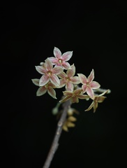 Sterculia lanceolata