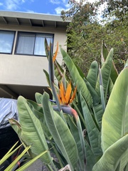 Strelitzia reginae