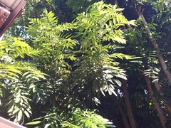 Sapindus mukorossi