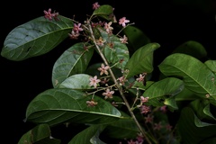Sterculia lanceolata