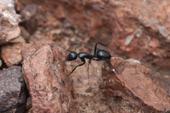 Camponotus ulcerosus