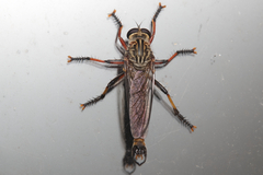 Asilidae