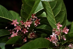 Sterculia lanceolata