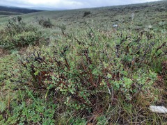 Spiraea aquilegifolia