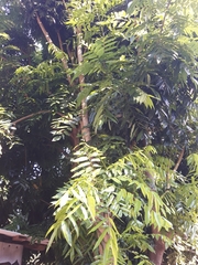 Sapindus mukorossi