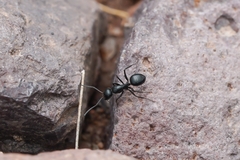 Camponotus ulcerosus