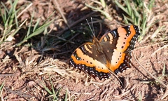 Precis ceryne ceryne