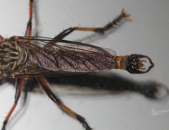 Asilidae