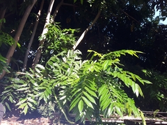 Sapindus mukorossi