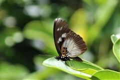 Pseudacraea lucretia