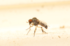 Simuliidae