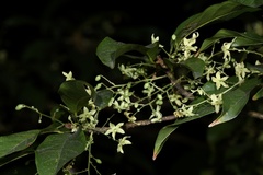 Sterculia lanceolata
