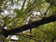 Pachyramphus aglaiae