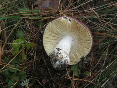 Russula integra