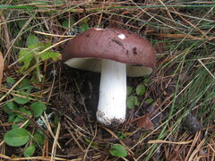Russula integra