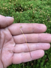 Polytrichum formosum