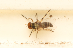 Simuliidae