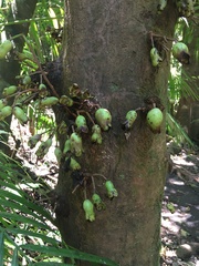 Syzygium cormiflorum