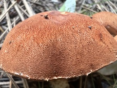 Cystodermella