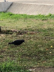Columba livia domestica