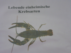 Austropotamobius torrentium