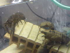 Austropotamobius pallipes