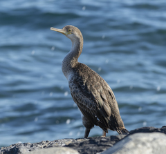 Gulosus aristotelis desmarestii