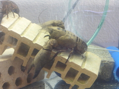 Austropotamobius pallipes