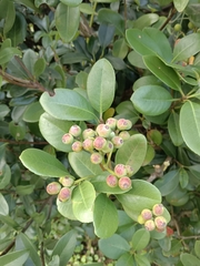 Rhaphiolepis umbellata