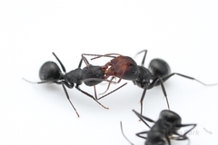 Camponotus ulcerosus