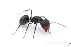 Camponotus ulcerosus