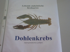 Austropotamobius pallipes