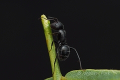 Camponotus ulcerosus