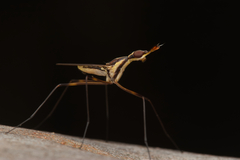 Neriidae
