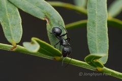 Camponotus ulcerosus