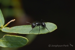 Camponotus ulcerosus