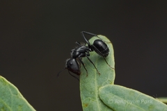 Camponotus ulcerosus