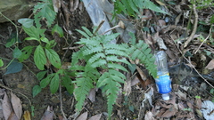 Diplazium taiwanense