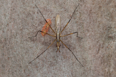 Neriidae