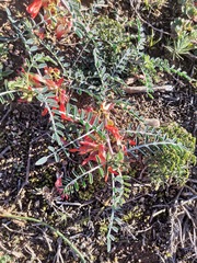 Lessertia frutescens