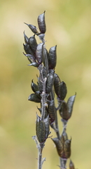 Aconitum napellus