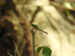 Erythemis vesiculosa