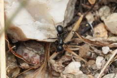 Camponotus mina
