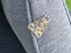 Acronicta megacephala