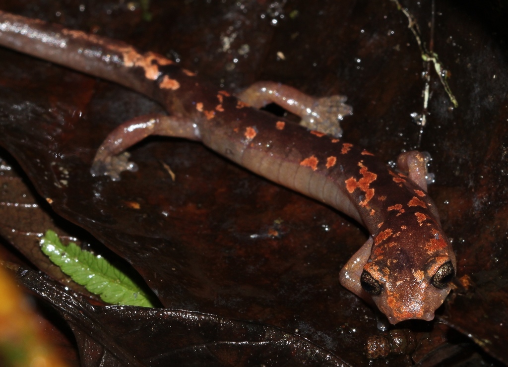 Conant's Mushroomtongue Salamander
