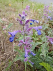 Nepeta