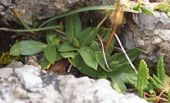 Gentiana clusii