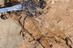 Orthetrum caledonicum
