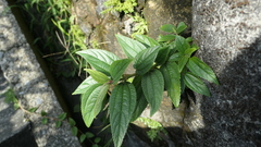 Boehmeria densiflora